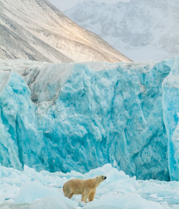 Ours blanc debout sur une banquise en mouvement, symbole de la résilience et de l’adaptation aux transformations.